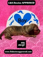 Mr Benji Brindle, a male Miniature Dachshund for sale in Arapahoe, CO – Photo 6 of 10