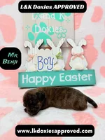 Mr Benji, a male Miniature Dachshund for sale in Arapahoe, CO – Photo 2 of 10