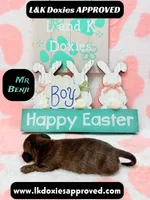 Mr Benji, a male Miniature Dachshund for sale in Arapahoe, CO – Photo 8 of 10