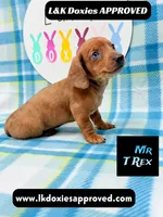 Mr T Rex, a male Miniature Dachshund for sale in Arapahoe, CO – 9 of 10