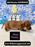 Miss Posey , a female Miniature Dachshund for sale in Arapahoe, CO – Photo 5 of 7