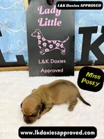 Miss Posey , a female Miniature Dachshund for sale in Arapahoe, CO – Photo 8 of 10