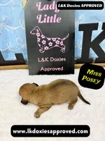 Miss Posey , a female Miniature Dachshund for sale in Arapahoe, CO – Photo 9 of 10