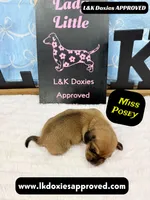 Miss Posey , a female Miniature Dachshund for sale in Arapahoe, CO – Photo 7 of 10