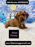 Miss Posey , a female Miniature Dachshund for sale in Arapahoe, CO – Photo 2 of 7