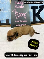 Miss Posey , a female Miniature Dachshund for sale in Arapahoe, CO – Photo 3 of 10