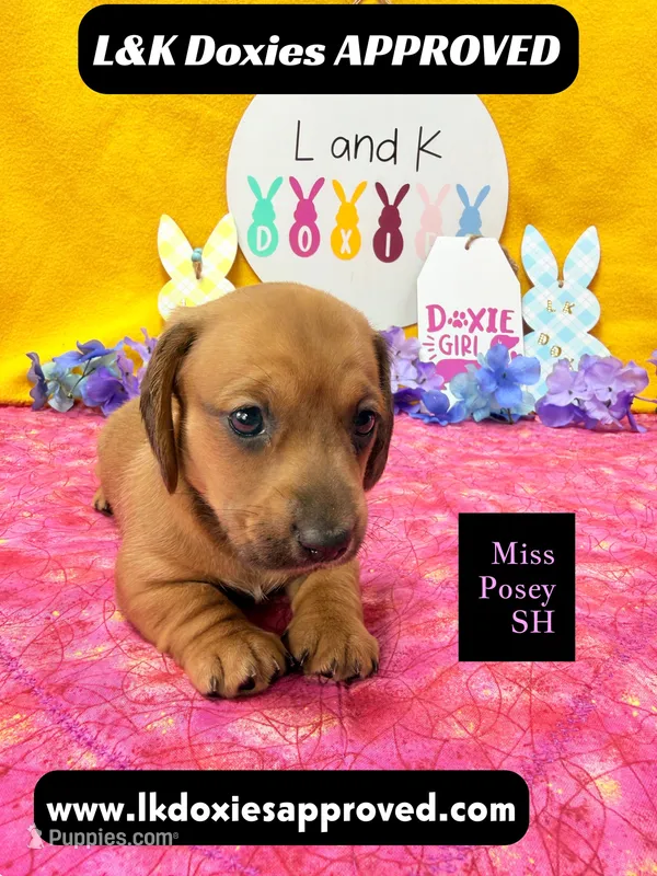 Miss Posey  – Miniature Dachshund puppy for sale in Arapahoe, CO