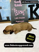 Miss Posey , a female Miniature Dachshund for sale in Arapahoe, CO – Photo 2 of 10