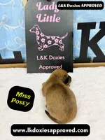 Miss Posey , a female Miniature Dachshund for sale in Arapahoe, CO – Photo 4 of 10