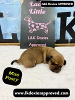 Miss Posey , a female Miniature Dachshund for sale in Arapahoe, CO – Photo 6 of 10