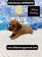 Miss Posey , a female Miniature Dachshund for sale in Arapahoe, CO – Photo 7 of 7