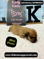 Miss Posey , a female Miniature Dachshund for sale in Arapahoe, CO – Photo 1 of 10