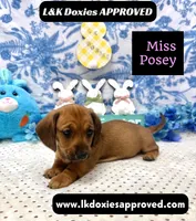 Miss Posey , a female Miniature Dachshund for sale in Arapahoe, CO – Photo 6 of 7