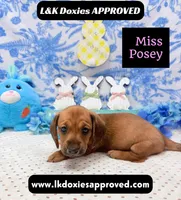 Miss Posey , a female Miniature Dachshund for sale in Arapahoe, CO – Photo 3 of 7