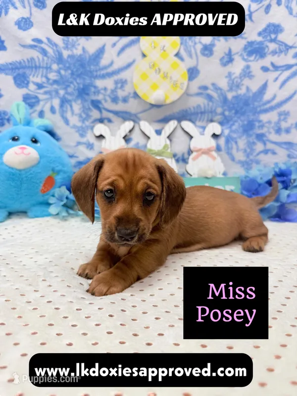 Miss Posey  – Miniature Dachshund puppy for sale in Arapahoe, CO