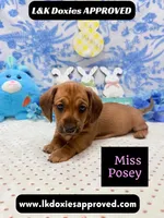 Miss Posey , a female Miniature Dachshund for sale in Arapahoe, CO – Photo 1 of 7