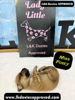 Miss Posey , a female Miniature Dachshund for sale in Arapahoe, CO – Photo 10 of 10