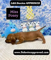 Miss Posey , a female Miniature Dachshund for sale in Arapahoe, CO – Photo 4 of 7