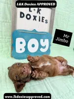 Mr Jimbo 785-821-1920 LH , a male Miniature Dachshund for sale in Arapahoe, CO – 6 of 10