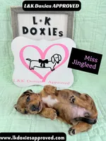 Miss Jingleed 785-821-1920 SH, a female Miniature Dachshund for sale in Arapahoe, CO – 6 of 10