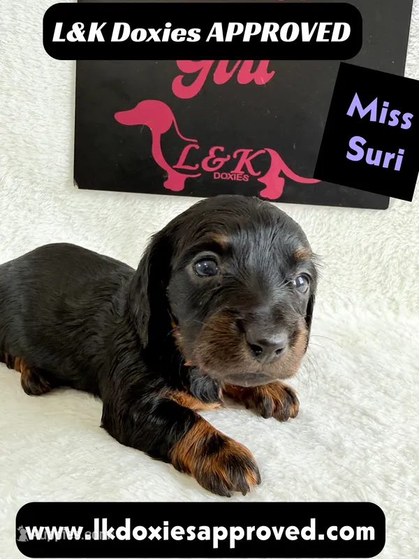 Miss Siri 785-821-1920 – Miniature Dachshund puppy for sale in Arapahoe, CO