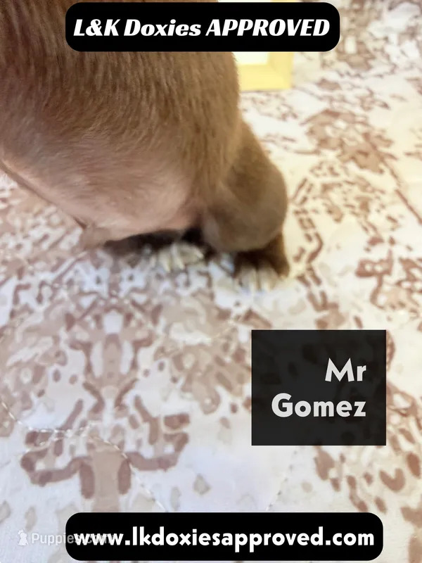 Mr Gomez SH  – Miniature Dachshund puppy for sale in Arapahoe, CO