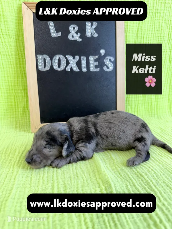 Miss Kelti 🩷785-821-1920 – Miniature Dachshund puppy for sale in Arapahoe, CO
