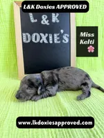 Miss Kelti 🩷785-821-1920, a female Miniature Dachshund for sale in Arapahoe, CO – 1 of 10