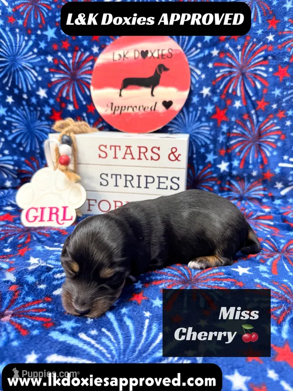 Miss Cherry 785-821-1920 – Miniature Dachshund puppy for sale in Arapahoe, CO