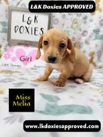 Miss Melia, a female Miniature Dachshund for sale in Arapahoe, CO – 2 of 10
