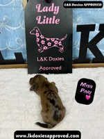 Miss Pari Dapple, a female Miniature Dachshund for sale in Arapahoe, CO – Photo 4 of 10