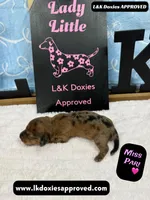 Miss Pari Dapple, a female Miniature Dachshund for sale in Arapahoe, CO – Photo 10 of 10