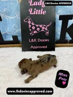 Miss Pari Dapple, a female Miniature Dachshund for sale in Arapahoe, CO – Photo 6 of 10
