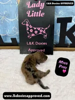 Miss Pari Dapple, a female Miniature Dachshund for sale in Arapahoe, CO – Photo 8 of 10