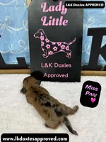 Miss Pari Dapple, a female Miniature Dachshund for sale in Arapahoe, CO – Photo 7 of 10