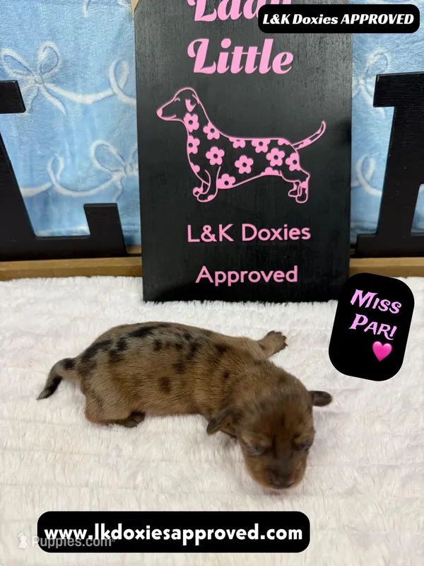 Miss Pari Dapple, a female Miniature Dachshund for sale in Arapahoe, CO – Photo 1 of 10