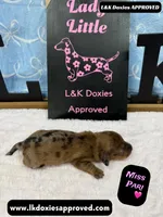 Miss Pari Dapple, a female Miniature Dachshund for sale in Arapahoe, CO – Photo 5 of 10