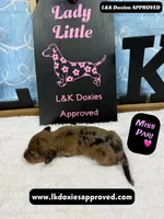 Miss Pari Dapple, a female Miniature Dachshund for sale in Arapahoe, CO – Photo 9 of 10