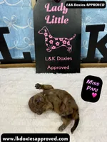 Miss Pari Dapple, a female Miniature Dachshund for sale in Arapahoe, CO – Photo 2 of 10