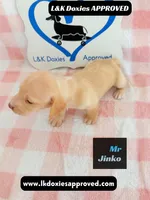 Mr Jinko , a male Miniature Dachshund for sale in Arapahoe, CO – 9 of 10