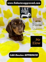 Mr Elow No Merle Genes SH, a male Miniature Dachshund for sale in Arapahoe, CO – 3 of 10