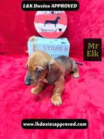 Mr Elk NON DAPPLE GUY, a male Miniature Dachshund for sale in Arapahoe, CO – 4 of 10