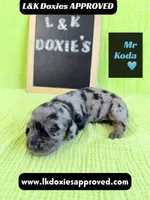 Mr Koda  785-821-1920, a male Miniature Dachshund for sale in Arapahoe, CO – 7 of 9
