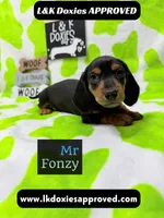 Mr Fonzy 785-821-1920, a male Miniature Dachshund for sale in Arapahoe, CO – 7 of 10