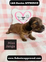Miss Janga, a female Miniature Dachshund for sale in Arapahoe, CO – 8 of 10
