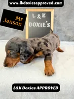 Mr Jenson 💙, a male Miniature Dachshund for sale in Arapahoe, CO – 9 of 10