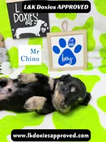 Mr Chino LH , a male Miniature Dachshund for sale in Arapahoe, CO – 8 of 10