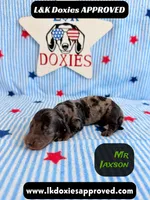 Mr Jaxson, a male Miniature Dachshund for sale in Arapahoe, CO – 2 of 10
