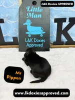 Mr Pippin Brindle, a male Miniature Dachshund for sale in Arapahoe, CO – Photo 2 of 8
