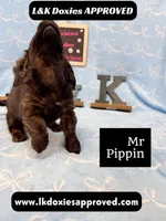 Mr Pippin Brindle LH ❤️, a male Miniature Dachshund for sale in Arapahoe, CO – 6 of 10